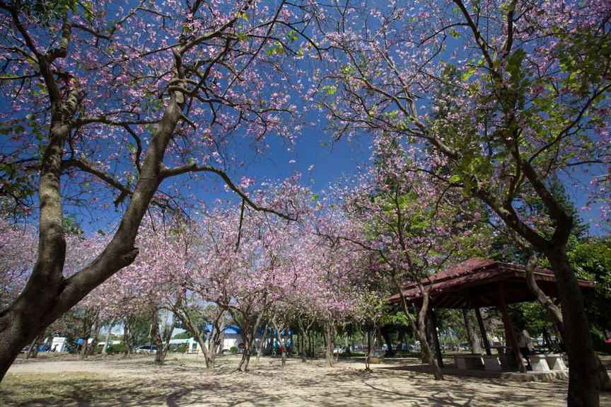Du khách có thể thỏa thích ngắm hoa anh đào khi du lịch Đài Nam vào mùa xuân