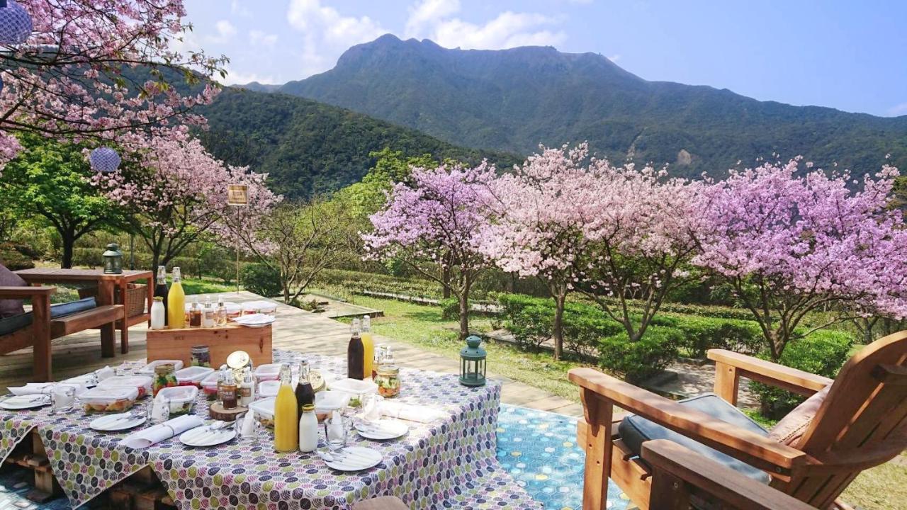 Rừng hoa anh đào nở rộ thu hút du khách nước ngoài ở núi Dương Minh Sơn